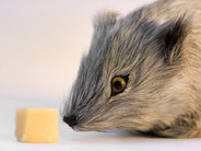 Who moved my cheese?