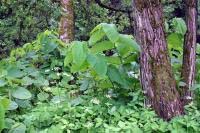 Invasions by Alien Plants