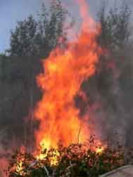 Brush fire