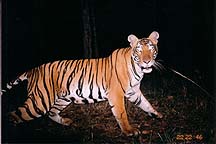 Triger Photo Trap