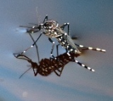 Asian Tiger Mosquito