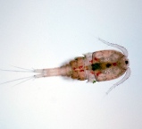 copepod