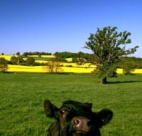 Cow in the country