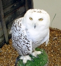 Snow Owl