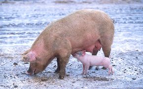 Swine Flu Pig Picture
