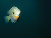 Bio-Sensing Bluegills